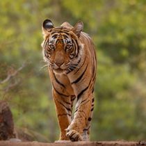 Ranthambore - Tour Package